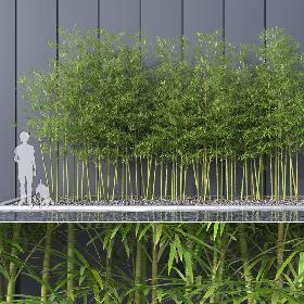 Bamboo Trees 4 (+GrowFX)